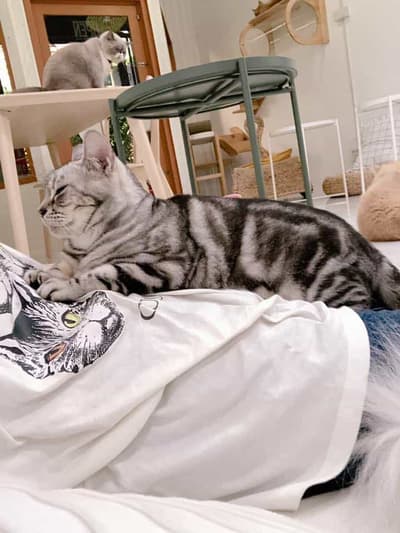 Year of The Cat Cafe (เยียร์ ออฟ เดอะ แคท คาเฟ่) 5