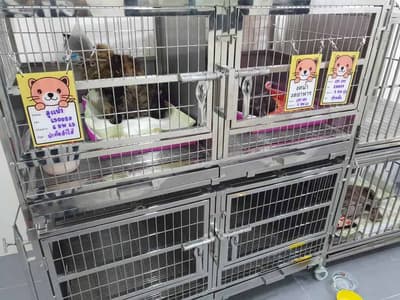 Ban Mor Ant Pet Hospital (โรงพยาบาลสัตว์บ้านหมอแอ๊นท์) 5