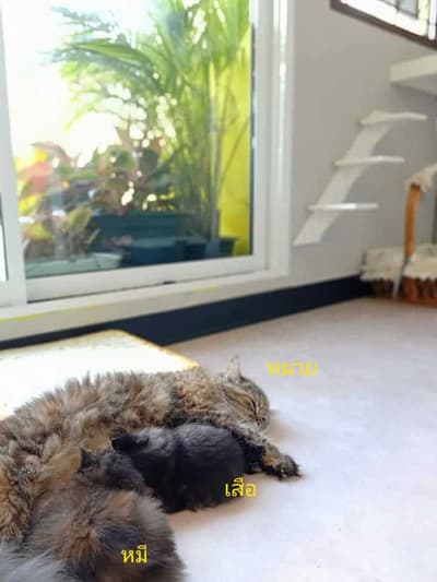 Happy Land Cat Hotel (บางกะปิ) 4