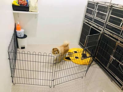 Thegarden Pet Clinic (คลินิกรักษาสัตว์ เดอะการ์เด้น) 8