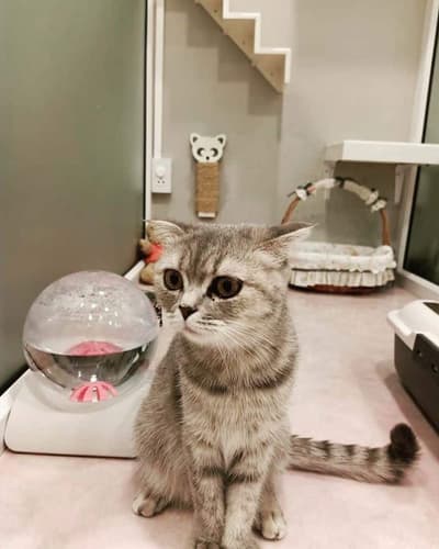 Happy Land Cat Hotel (บางกะปิ) 5