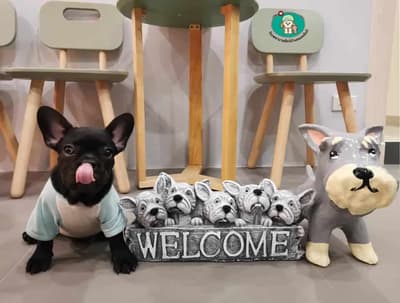 Ban Mor Ant Pet Hospital (โรงพยาบาลสัตว์บ้านหมอแอ๊นท์) 6