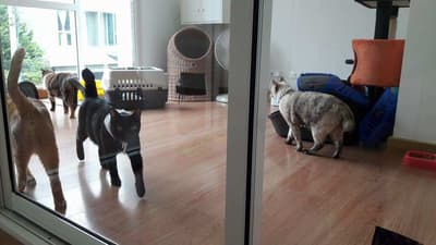 Cat-inn (พัฒนาการ 38) 4