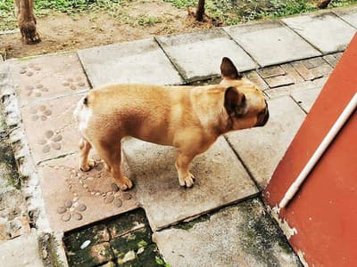 Dogzaa @ home (รับฝากเลี้ยงสุนัข) 4
