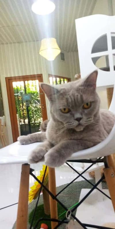 Year of The Cat Cafe (เยียร์ ออฟ เดอะ แคท คาเฟ่) 6