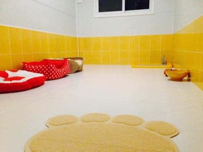 Dogzaa @ home (รับฝากเลี้ยงสุนัข) 5