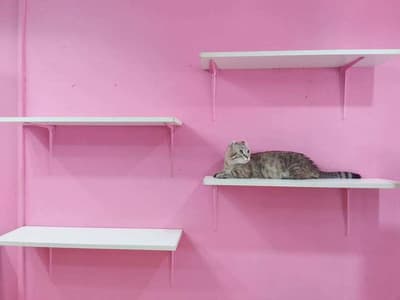 Fat Cat Cafe Club (คาเฟ่แมวอ้วน) 5