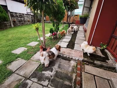 Dogzaa @ home (รับฝากเลี้ยงสุนัข) 7