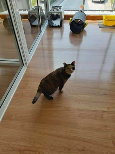 Cat-inn (พัฒนาการ 38) 5