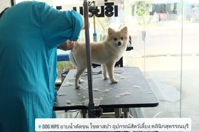 Dog Hips Vet and Petmart (สุพรรณบุรี) 7