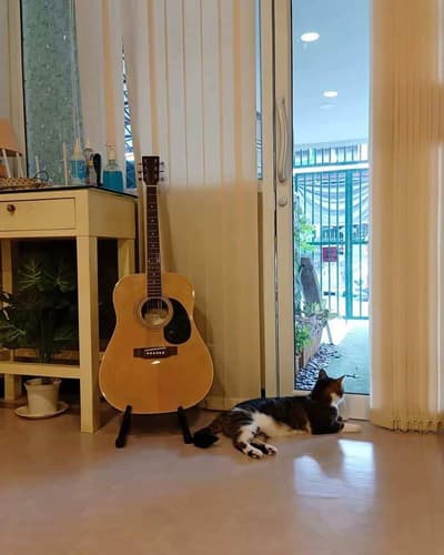 Happy Land Cat Hotel (บางกะปิ) 6