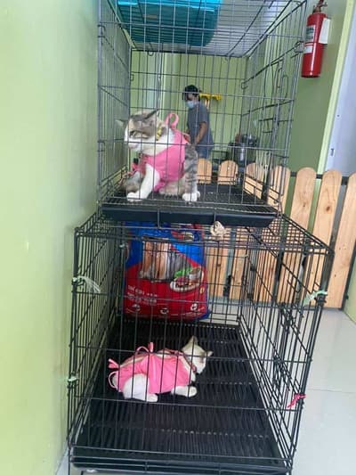 Khunkala Animal Clinic (คุณกะลารักษาสัตว์) 6