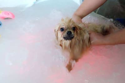 Dog Hips Vet and Petmart (สุพรรณบุรี) 8