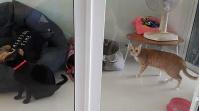 Cat-inn (พัฒนาการ 38) 7