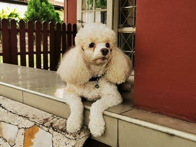 Dogzaa @ home (รับฝากเลี้ยงสุนัข) 8