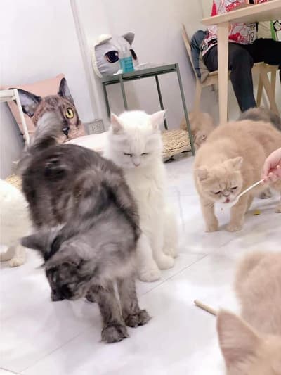 Year of The Cat Cafe (เยียร์ ออฟ เดอะ แคท คาเฟ่) 7