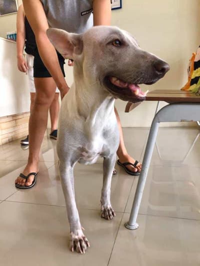 Serithai Animal Clinic (สถานพยาบาลสัตว์ เสรีไทย) 6