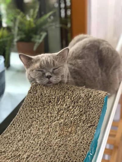 Year of The Cat Cafe (เยียร์ ออฟ เดอะ แคท คาเฟ่) 8