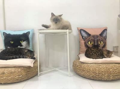 Year of The Cat Cafe (เยียร์ ออฟ เดอะ แคท คาเฟ่) 9