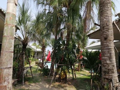 Tropical House 4