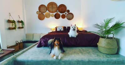 PetsHighland Dog House 2