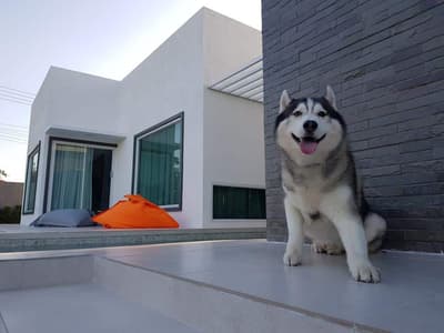 PetsHighland Dog House 7
