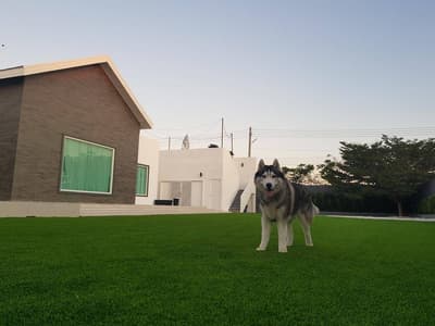 PetsHighland Dog House 8
