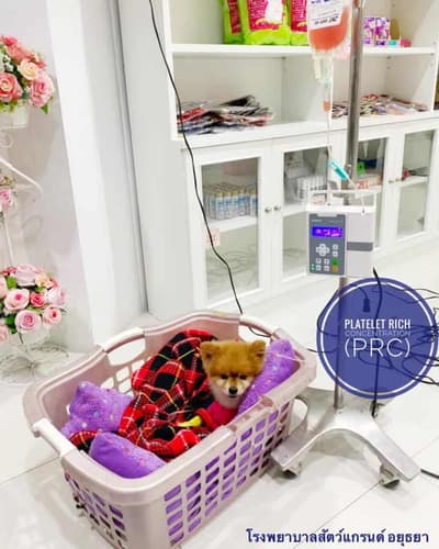 โรงพยาบาลสัตว์แกรนด์ (อยุธยา) 2