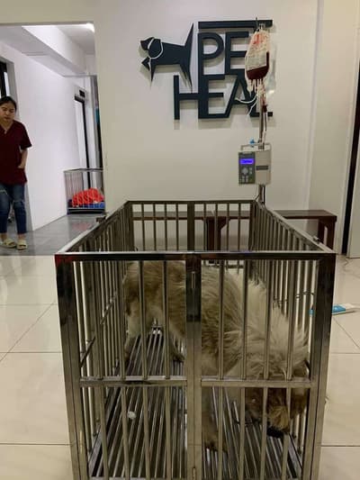 Pet Heal Animal Hospital (โรงพยาบาลสัตว์เพ็ทฮิว) 2