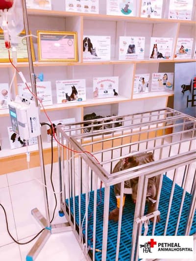 Pet Heal Animal Hospital (โรงพยาบาลสัตว์เพ็ทฮิว) 3