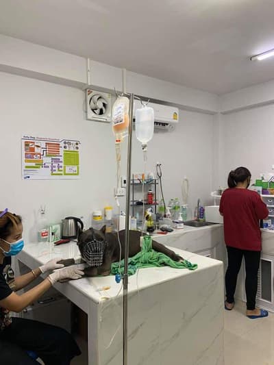 Pet Heal Animal Hospital (โรงพยาบาลสัตว์เพ็ทฮิว) 5