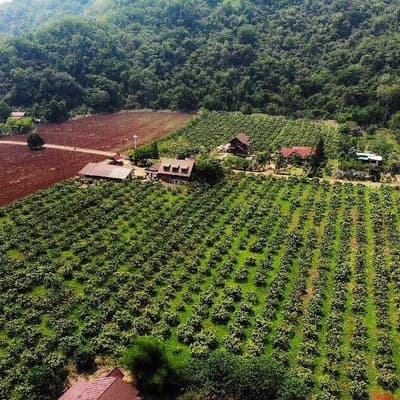 KhaoYai The Mango House Farm บ้านหมากม่วง 5