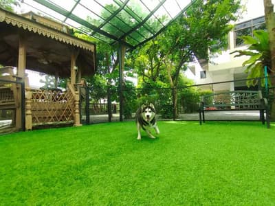 Jungle De Woof (ทวีวัฒนา) 9