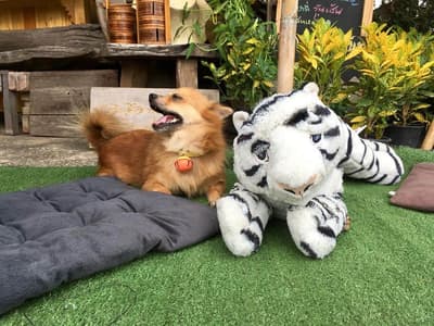 Pet Mania Clinic Ratchaburi (เพ็ทมาเนีย รักษาสัตว์) 2