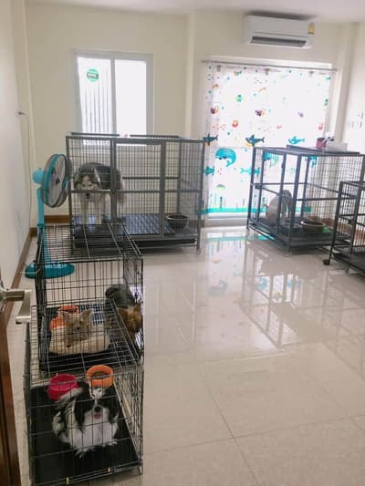 Pet Mania Clinic Ratchaburi (เพ็ทมาเนีย รักษาสัตว์) 3