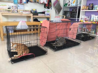 Pet Mania Clinic Ratchaburi (เพ็ทมาเนีย รักษาสัตว์) 4
