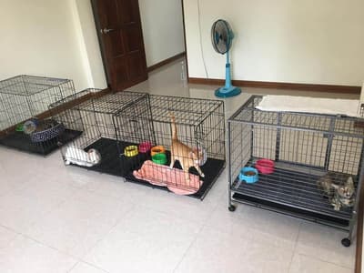 Pet Mania Clinic Ratchaburi (เพ็ทมาเนีย รักษาสัตว์) 5