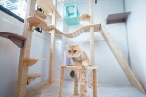 3DPet Hospital & Hotel (โรงพยาบาลสัตว์ ทรี ดี เพ็ท) 7