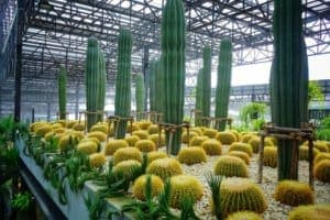 Nongnooch Garden (สวนนงนุช พัทยา) 4