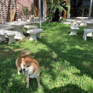 H dining (สุขุมวิท 38) 3