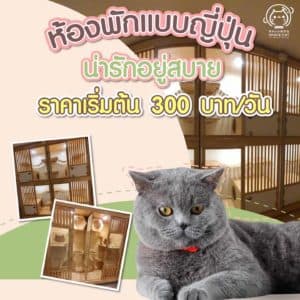 Space Cat Hotel โรงแรมจักรวาลแมว 3