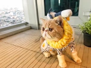 Space Cat Hotel โรงแรมจักรวาลแมว 5