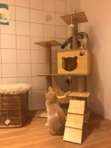 Space Cat Hotel โรงแรมจักรวาลแมว 7