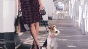 Pet Blog 10