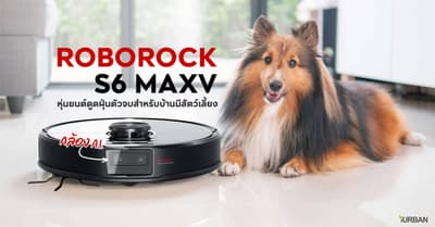 10 ไอเดียกำจัดกลิ่นสุนัข เลี้ยงหมาในบ้านยังไงไม่เหม็น? 10 10 ไอเดียกำจัดกลิ่นสุนัข เลี้ยงหมาในบ้านยังไงไม่เหม็น? 10