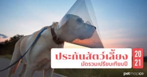 Pet Blog 7