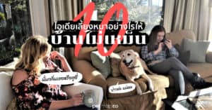 Pet Blog 8