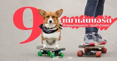 9 หมาเล่นสเก็ตบอร์ด ที่เก่งจนต้องบอกว่า สอนป๊าด้วยยย 1 หมาเล่นสเก็ตบอร์ดอย่างเก่งเลย