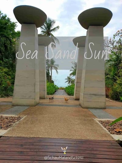 Sea Sand Sun รีสอร์ทติดทะเลสัตหีบ สุนัขพักได้ ห้องกว้าง พื้นที่สีเขียวเยอะ อาหารอร่อย 1 Sea Sand Sun รีสอร์ทติดทะเลสัตหีบ สุนัขพักได้ ห้องกว้าง พื้นที่สีเขียวเยอะ อาหารอร่อย 1