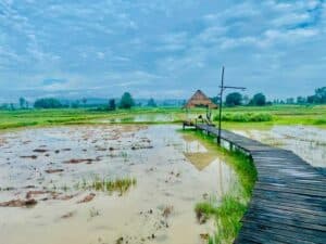 โรสแมรี่ รีสอร์ท (Rosemary Resort) 6